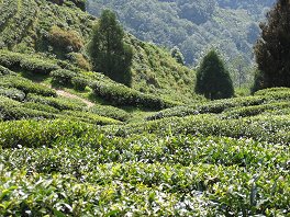 jardins de thé à Darjeeling