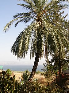 palmier sur les rives du Lac de Tibériade